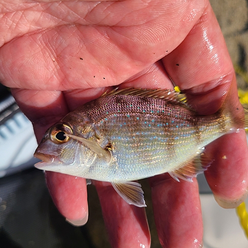 チャリコの釣果