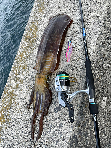 アオリイカの釣果