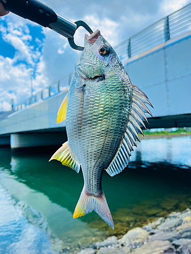 キビレの釣果