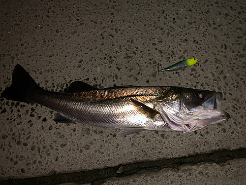 シーバスの釣果