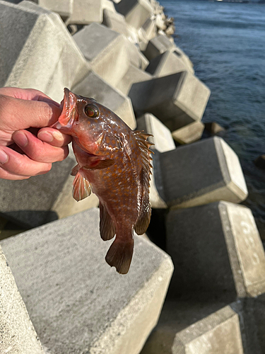 アコウの釣果