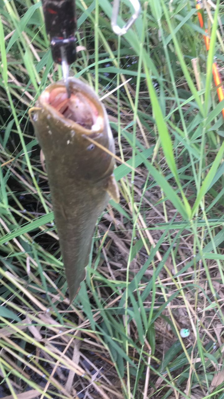 ナマズ