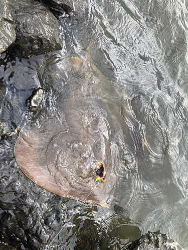 アカエイの釣果