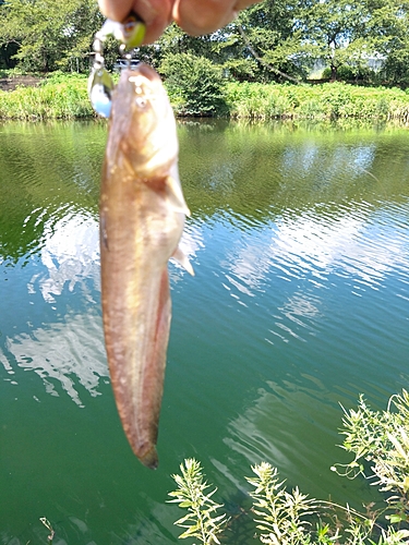 ナマズの釣果