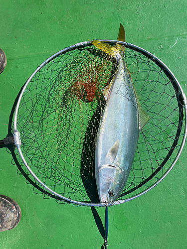 ワラサの釣果