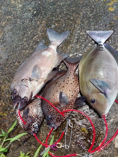 イシガキダイの釣果