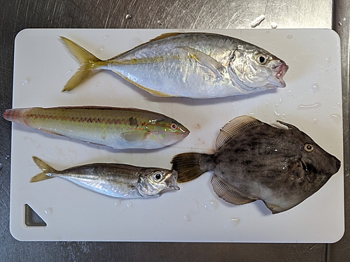 シマアジの釣果