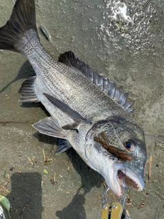 クロダイの釣果