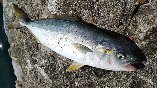 イナダの釣果