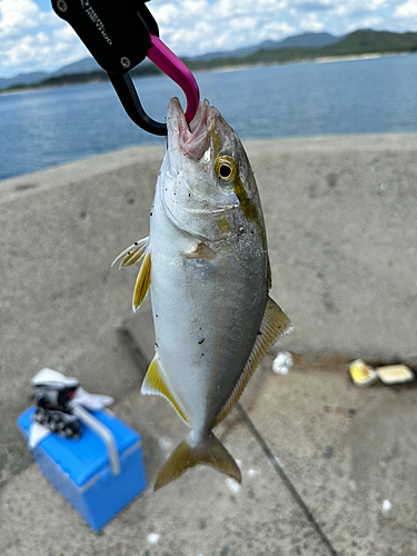 ネリゴの釣果