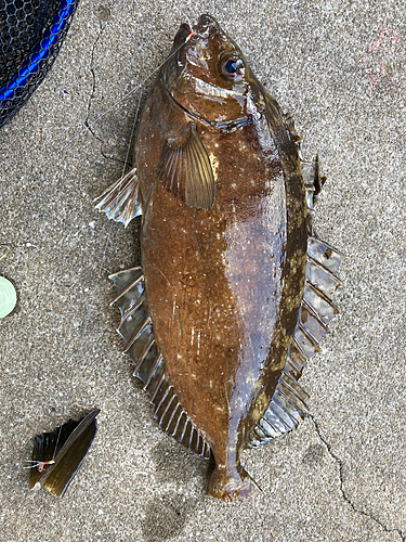 アイゴの釣果