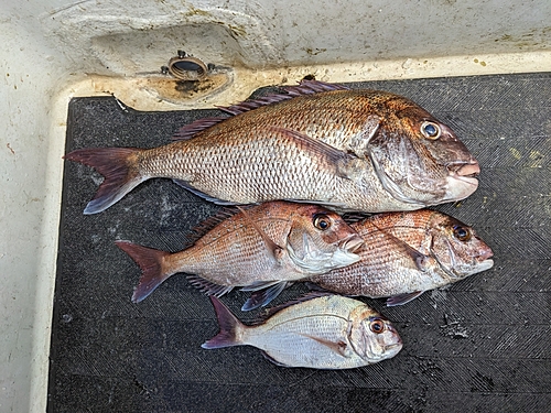 マダイの釣果