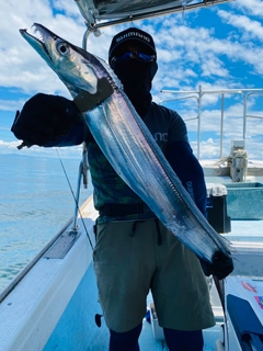 タチウオの釣果