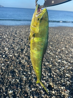 シイラの釣果