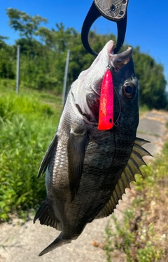 チヌの釣果