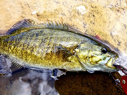 スモールマウスバスの釣果