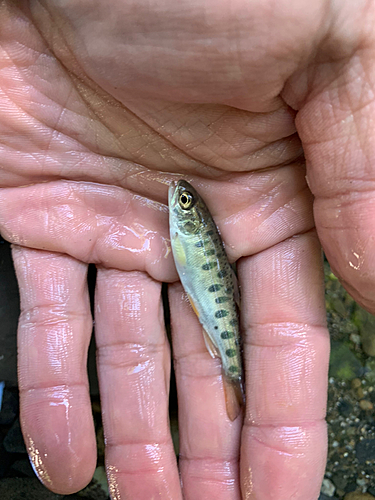 ヤマメの釣果