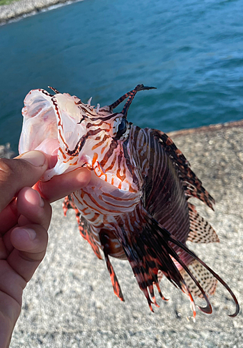 ミノカサゴの釣果