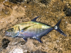ナンヨウカイワリの釣果