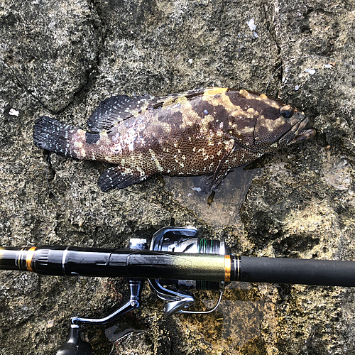 マダラハタの釣果