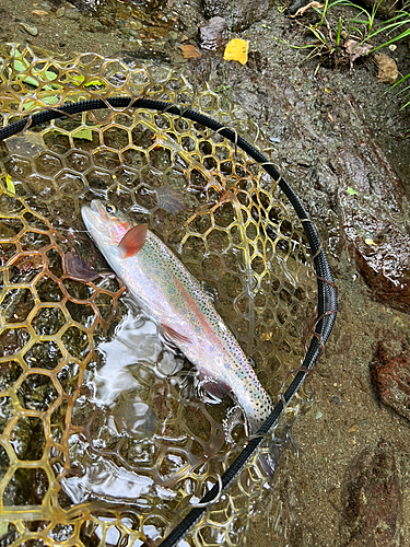 レインボートラウトの釣果