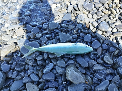 ツバスの釣果