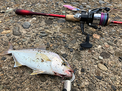 ショゴの釣果