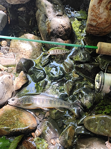 イワナの釣果