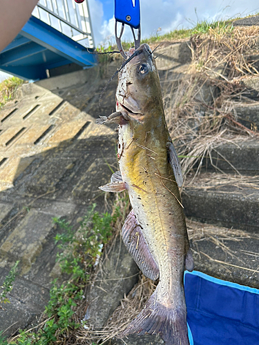 アメリカナマズの釣果