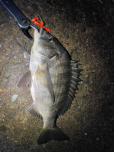 チヌの釣果