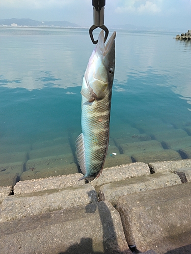 カマスベラの釣果