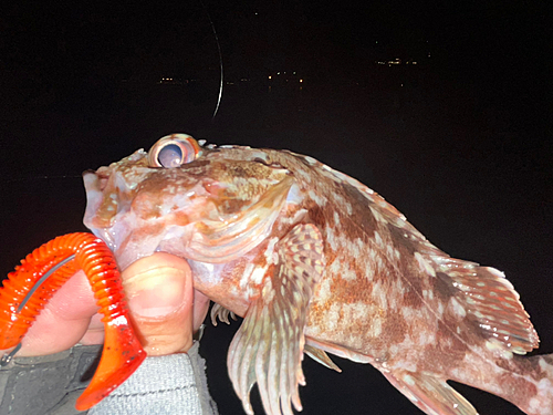 アラカブの釣果