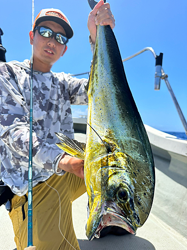 シイラの釣果