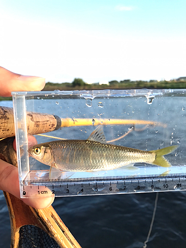 オイカワの釣果