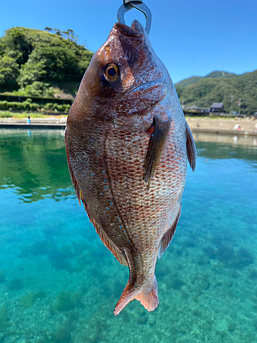 タイの釣果