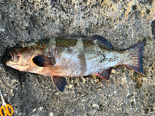 スジアラの釣果