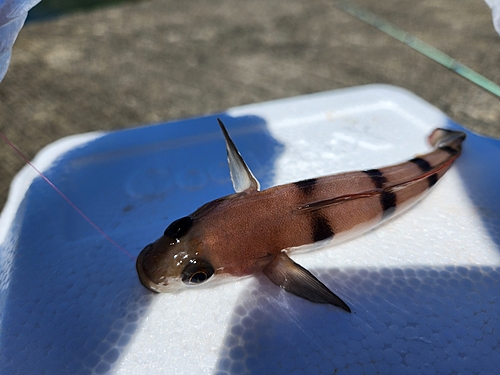 リュウグウハゼの釣果