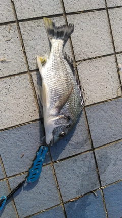 クロダイの釣果