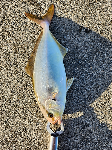 ショゴの釣果