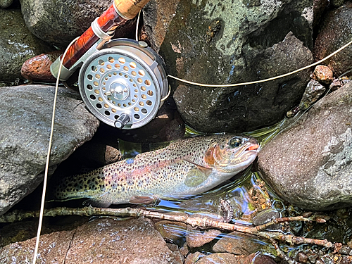 ニジマスの釣果