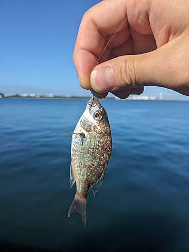 タイの釣果