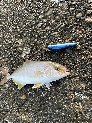 ショゴの釣果