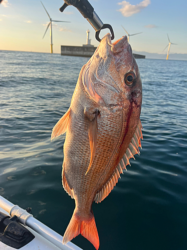 マダイの釣果