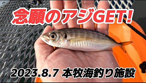 アジの釣果