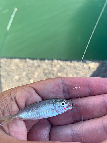 マアジの釣果