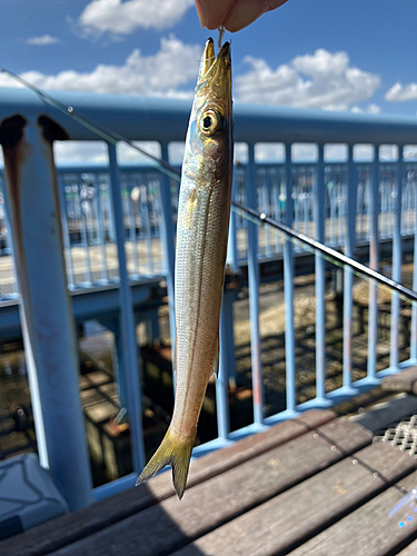 アカカマスの釣果