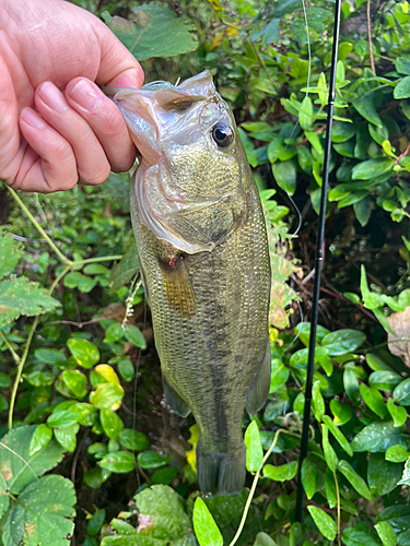 ブラックバスの釣果