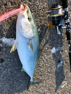 イナダの釣果