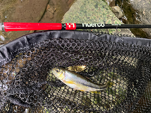 カワムツの釣果