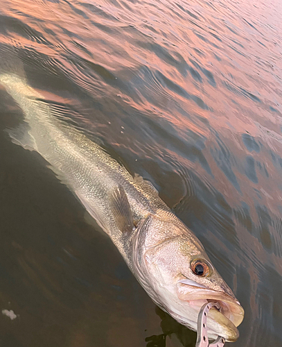 シーバスの釣果